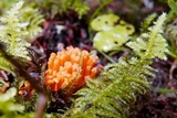 Ramaria longispora image