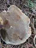 Onnia tomentosa image