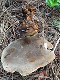 Onnia tomentosa image