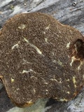 Truncocolumella citrina image