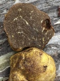 Truncocolumella citrina image