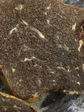 Truncocolumella citrina image