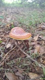 Ganoderma curtisii image