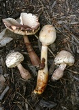 Leucoagaricus americanus image