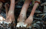 Leucoagaricus americanus image
