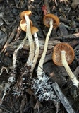 Agrocybe arvalis image