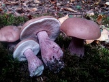 Tylopilus plumbeoviolaceus image