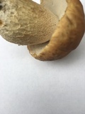 Boletus subcaerulescens image