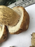 Boletus subcaerulescens image