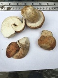 Boletus subcaerulescens image