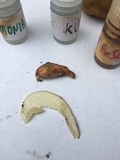 Boletus subcaerulescens image