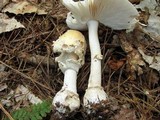 Amanita velatipes image