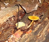 Pluteus chrysophlebius image