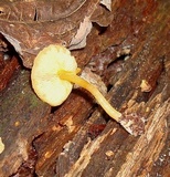 Pluteus chrysophlebius image