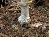 Amanita velatipes image