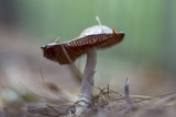 Cortinarius iodes image