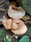 Auricularia delicata image