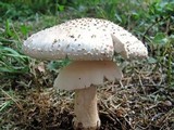 Amanita rubescens var. rubescens image