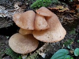 Auricularia delicata image