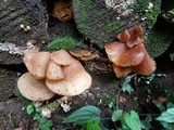 Auricularia delicata image
