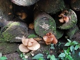 Auricularia delicata image