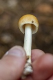 Amanita sect. Vaginatae image