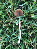 Conocybe apala image