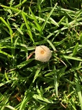 Conocybe apala image