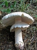 Amanita rubescens var. rubescens image