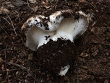 Hygrophorus subalpinus image