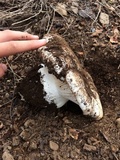 Hygrophorus subalpinus image