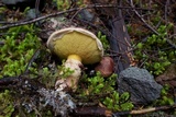 Suillus lakei image