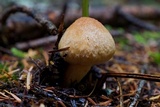 Chroogomphus tomentosus image