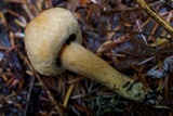 Chroogomphus tomentosus image