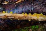 Guepiniopsis alpina image