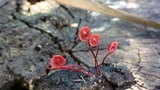 Mycena viscidocruenta image