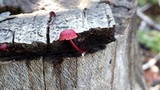 Mycena viscidocruenta image
