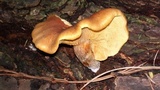 Gymnopilus penetrans image