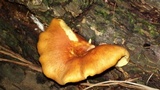 Gymnopilus penetrans image