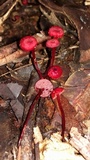 Mycena viscidocruenta image