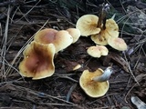 Gymnopilus penetrans image