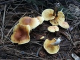Gymnopilus penetrans image