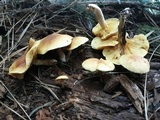 Gymnopilus penetrans image