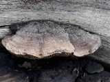 Daedalea quercina image