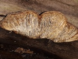 Daedalea quercina image
