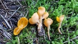 Sowerbyella rhenana image