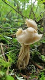 Helvella crispa image