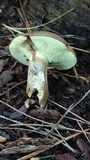 Imleria badia image