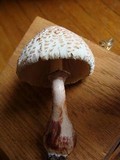Leucoagaricus americanus image