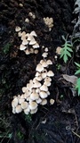 Coprinellus flocculosus image
